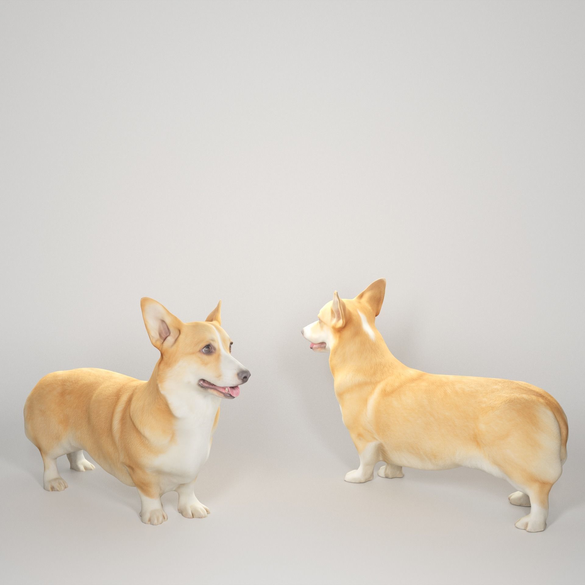 Corgi dog 01 Low-poly 3D model_1