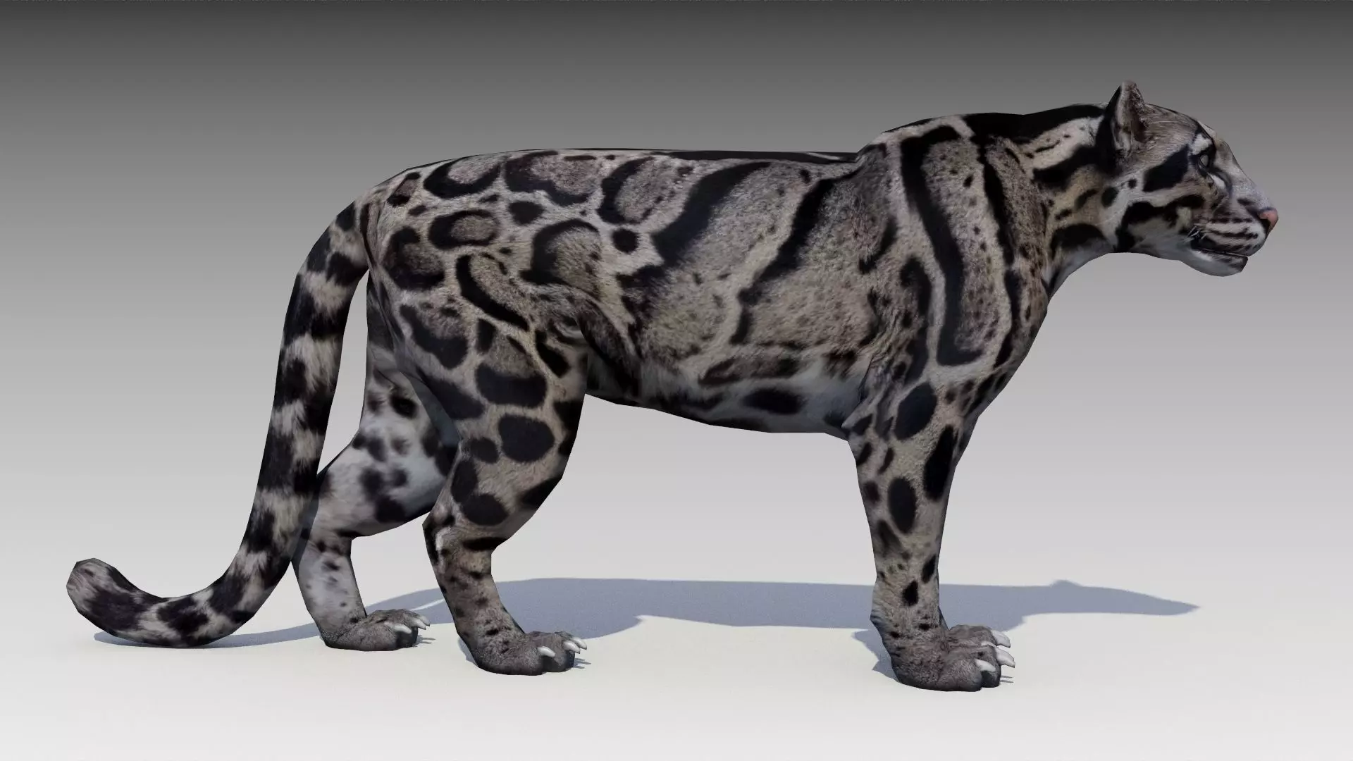 Clouded Leopard Low-poly 3D model_0