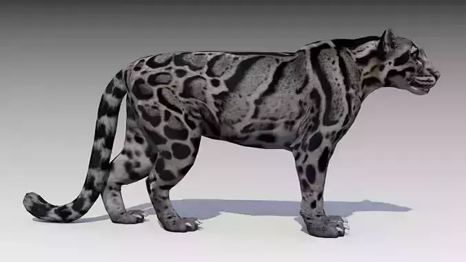 Clouded Leopard Low-poly 3D model