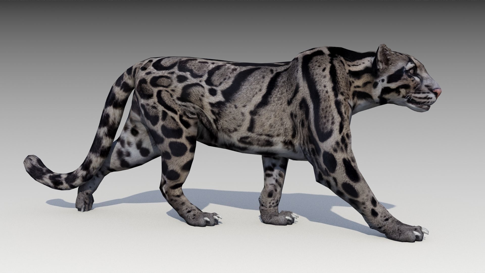 Clouded Leopard Low-poly 3D model_10