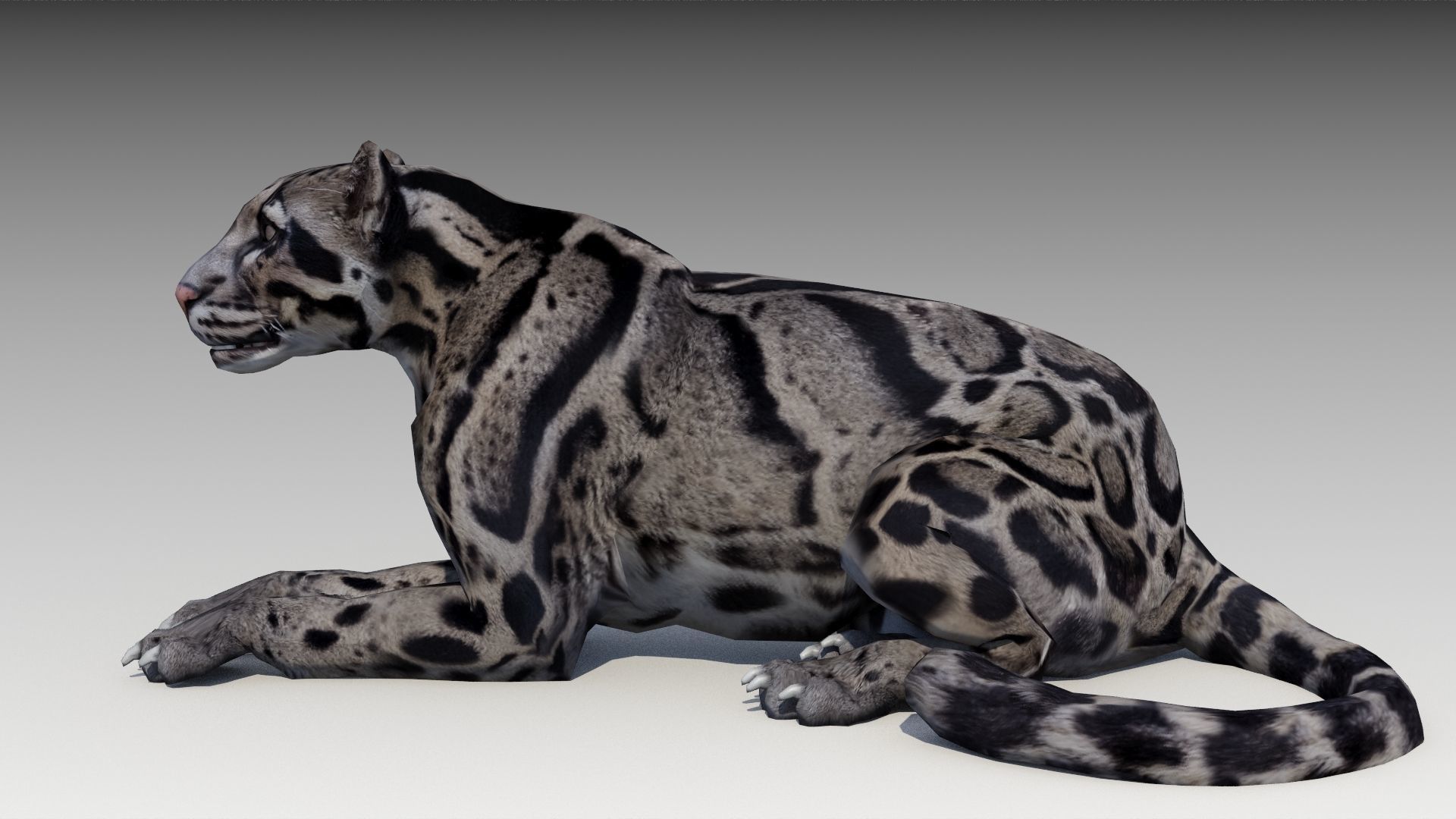 Clouded Leopard Low-poly 3D model_12