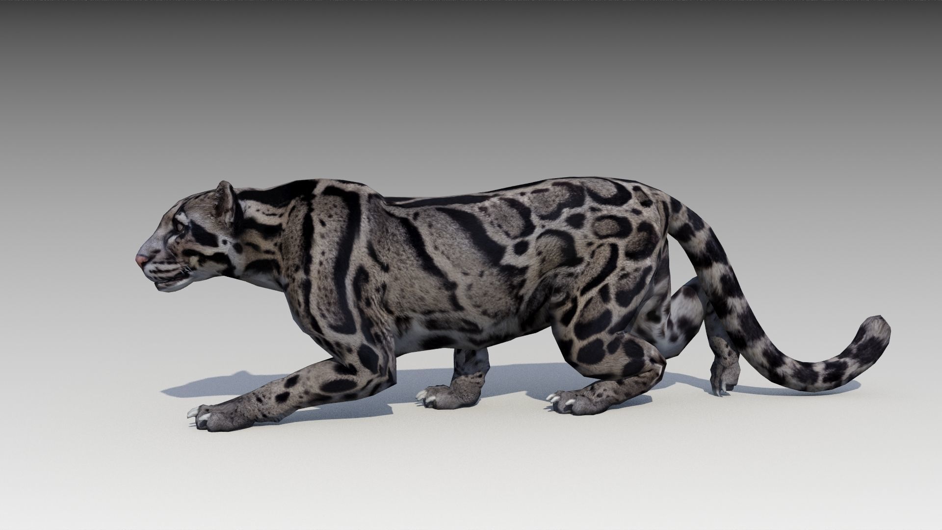 Clouded Leopard Low-poly 3D model_11