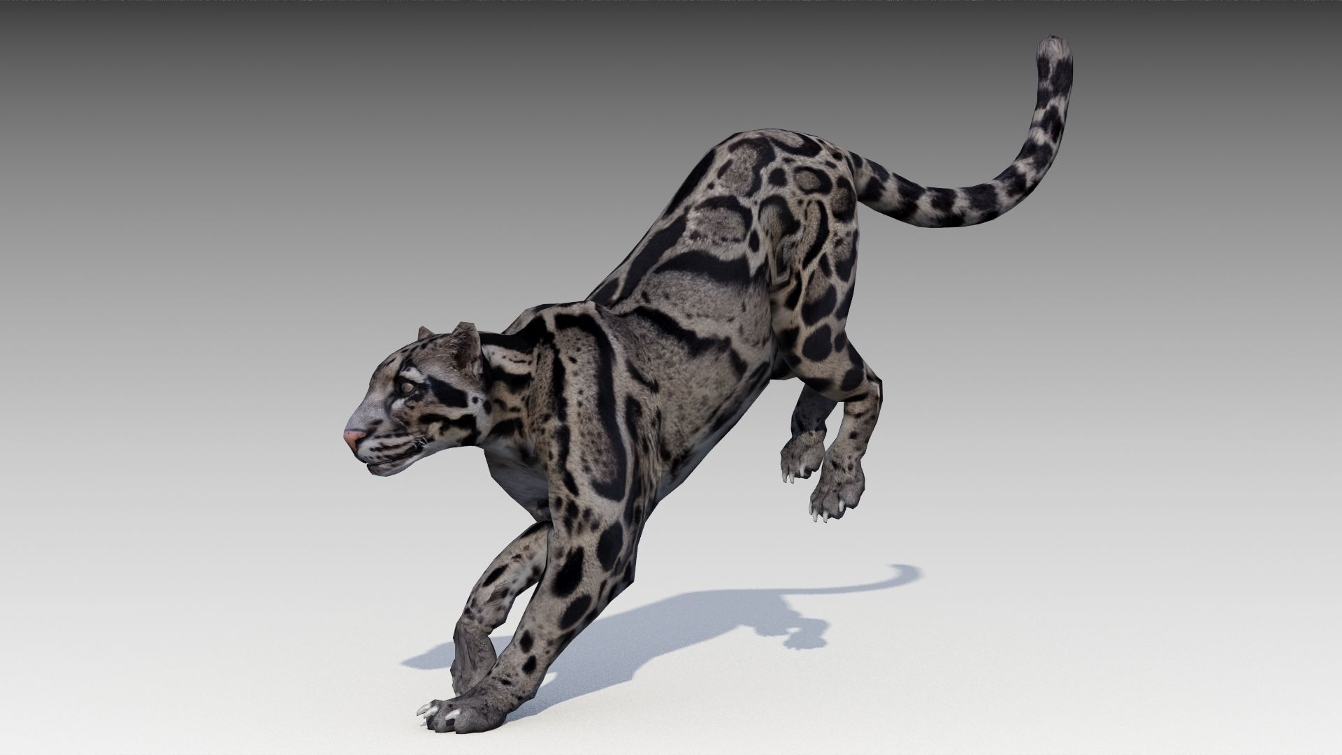 Clouded Leopard Low-poly 3D model_6