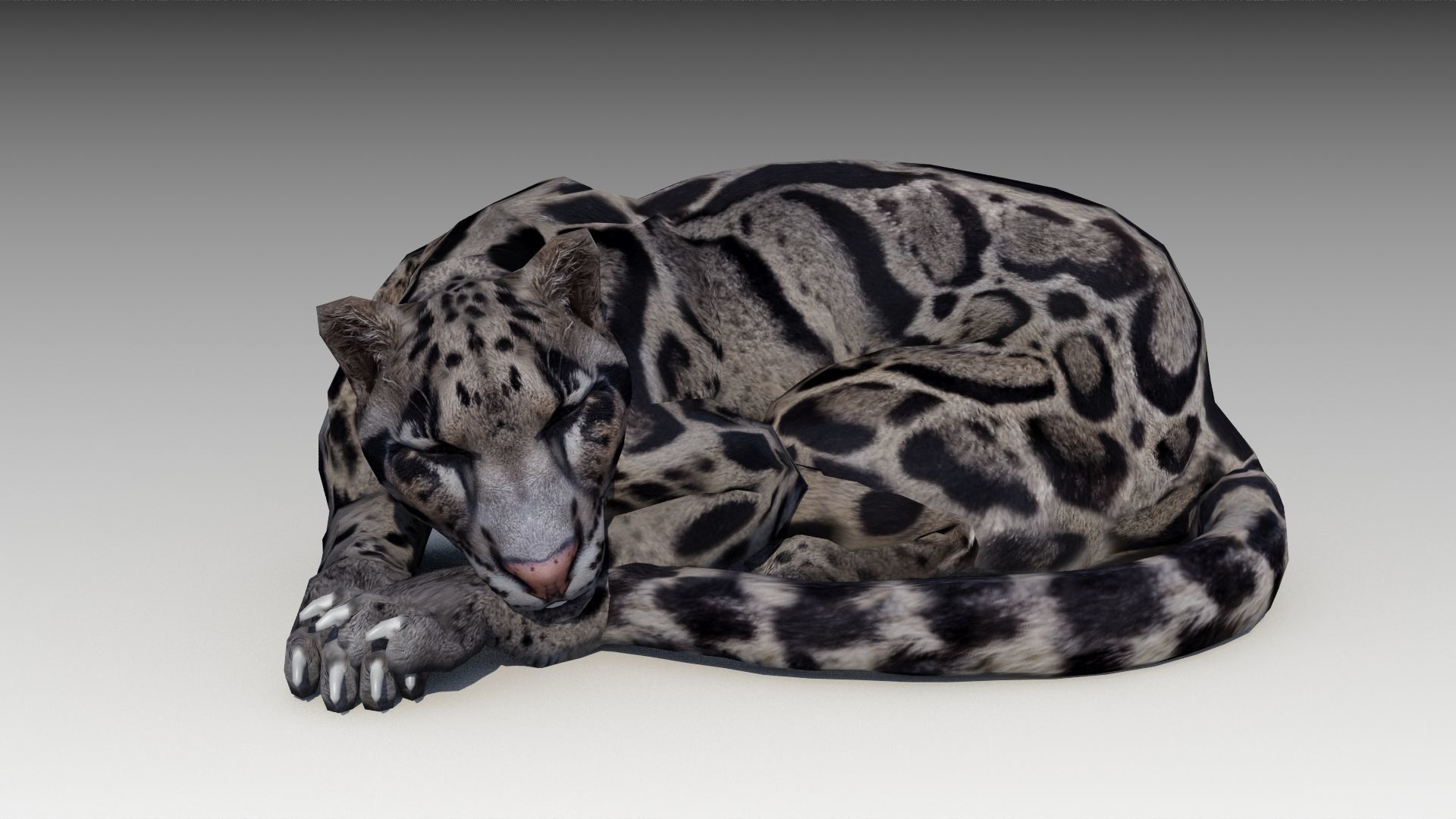 Clouded Leopard Low-poly 3D model_8