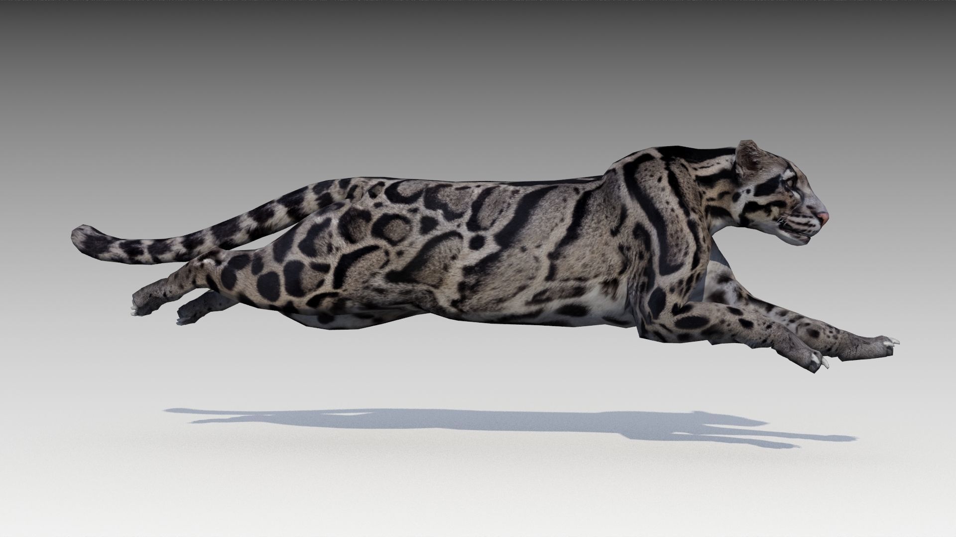 Clouded Leopard Low-poly 3D model_4