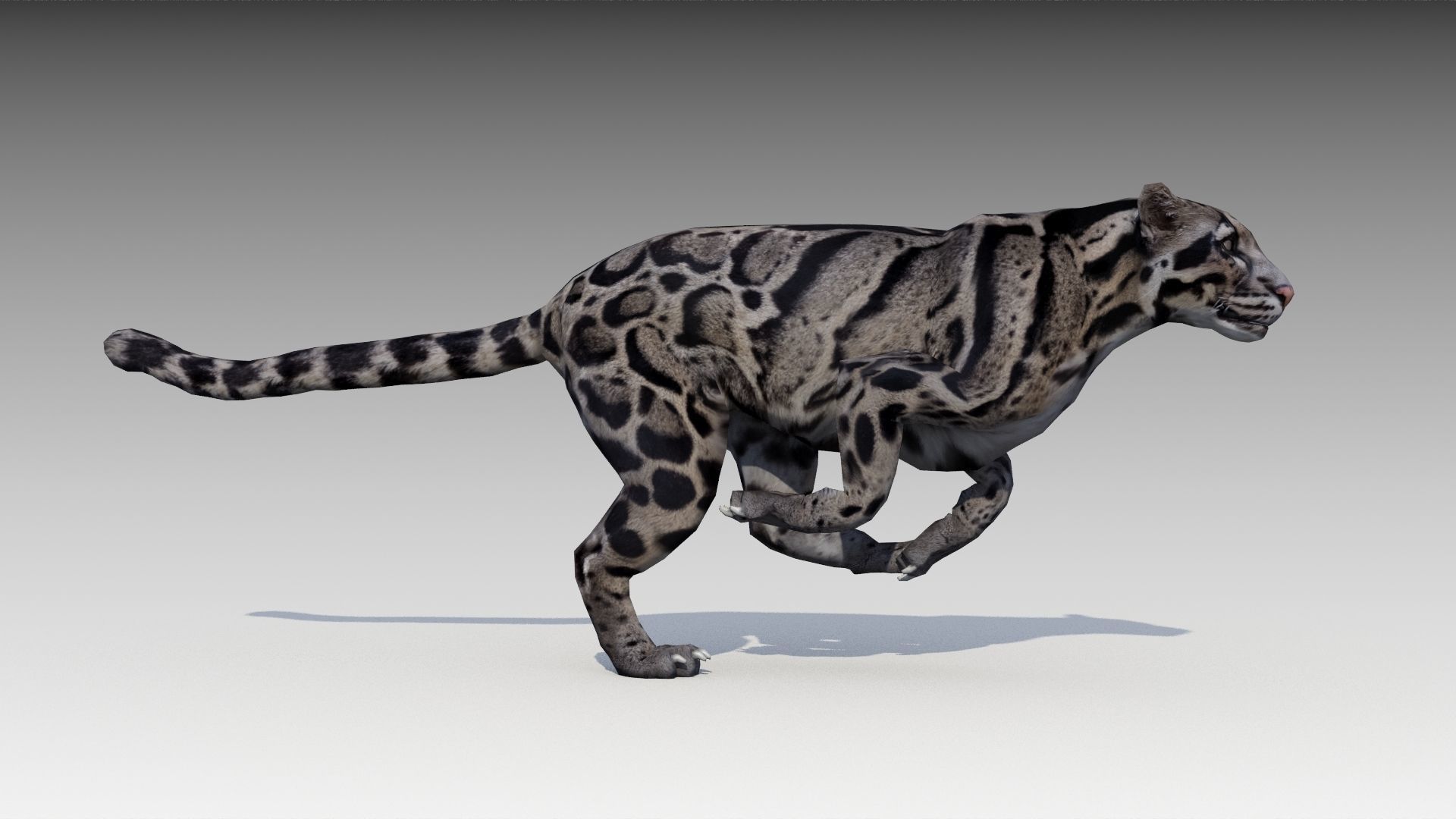 Clouded Leopard Low-poly 3D model_3