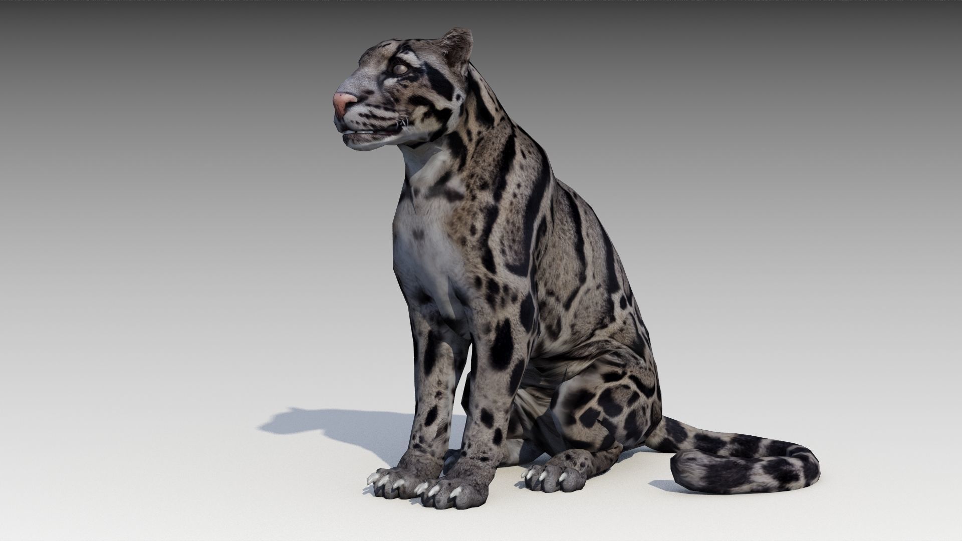 Clouded Leopard Low-poly 3D model_7