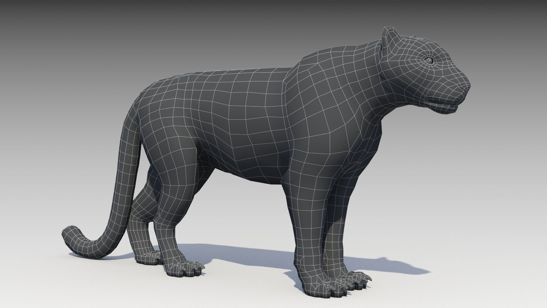 Clouded Leopard Low-poly 3D model_13