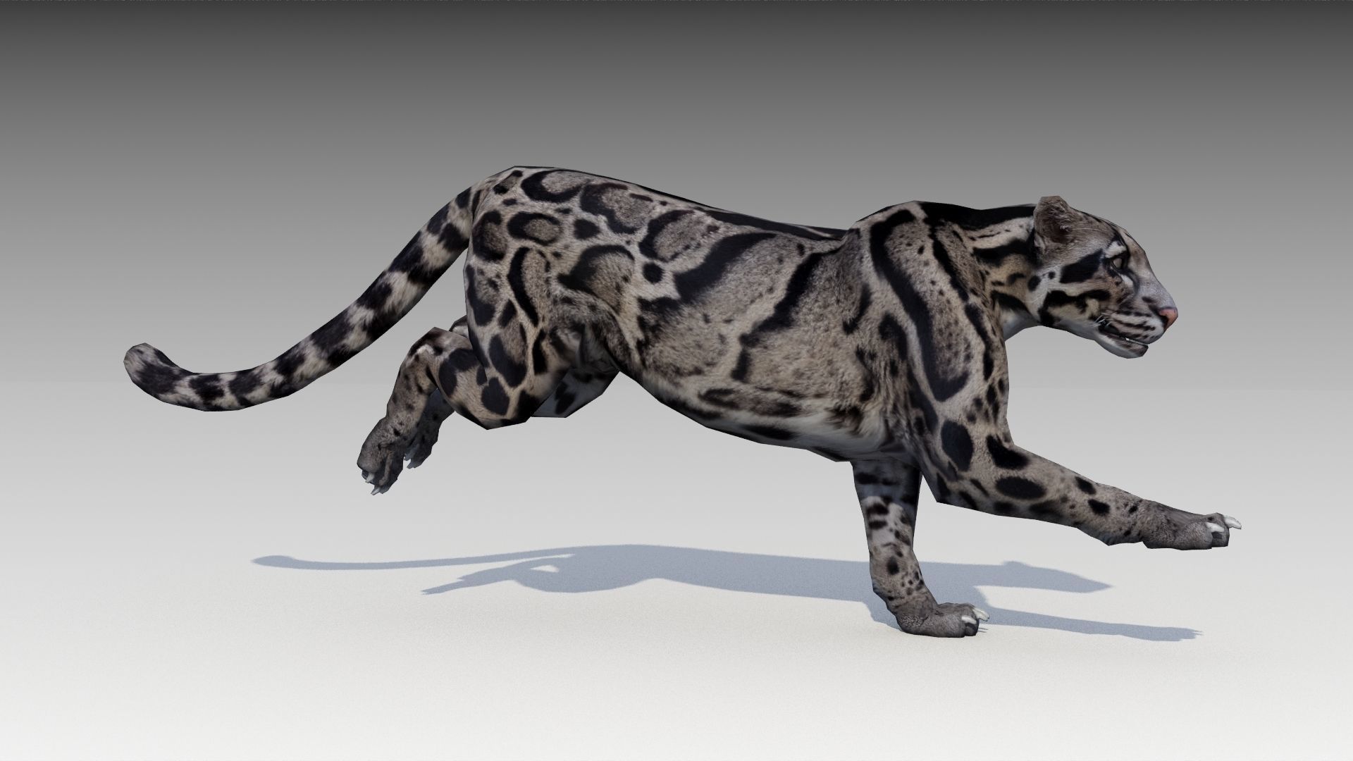 Clouded Leopard Low-poly 3D model_5