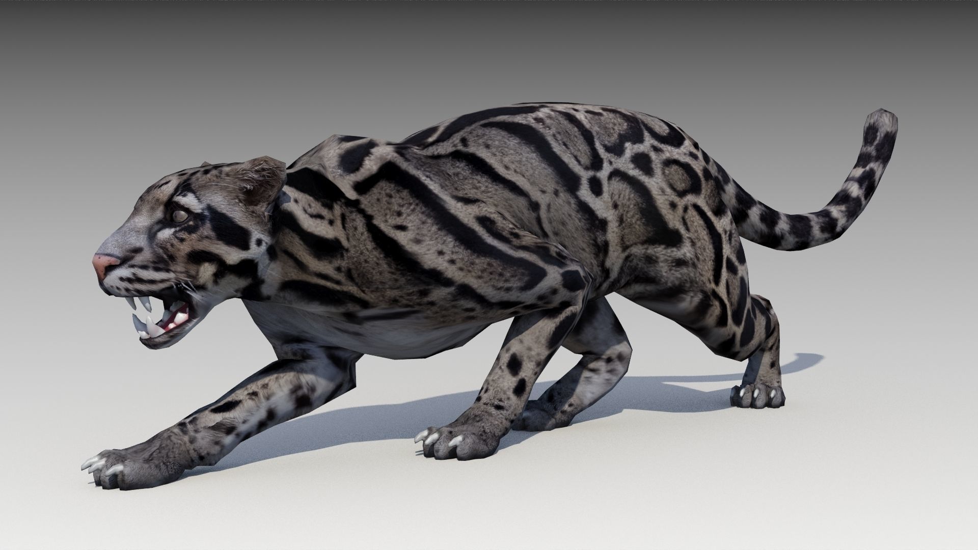 Clouded Leopard Low-poly 3D model_9