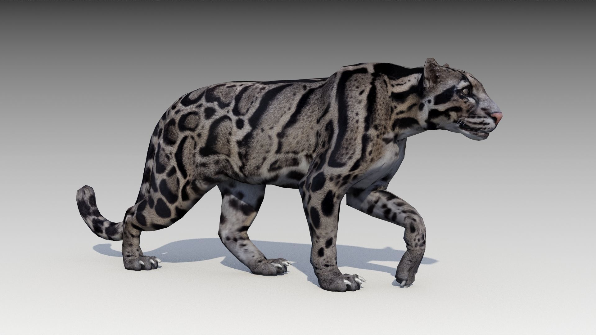Clouded Leopard Low-poly 3D model_2
