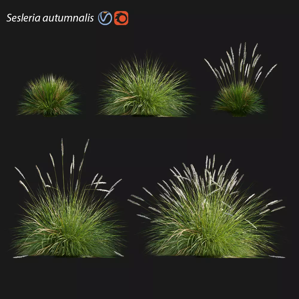 Sesleria autumnalis - Autumn moor grass 3D model_0