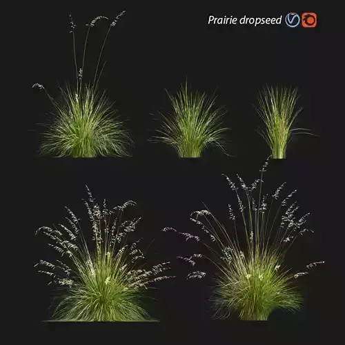 Prairie dropseed - Sporobolus heterolepis 3D model