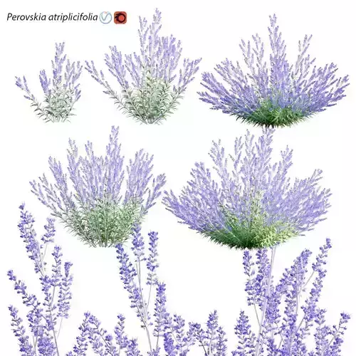 Perovskia atriplicifolia - Russian Sage
