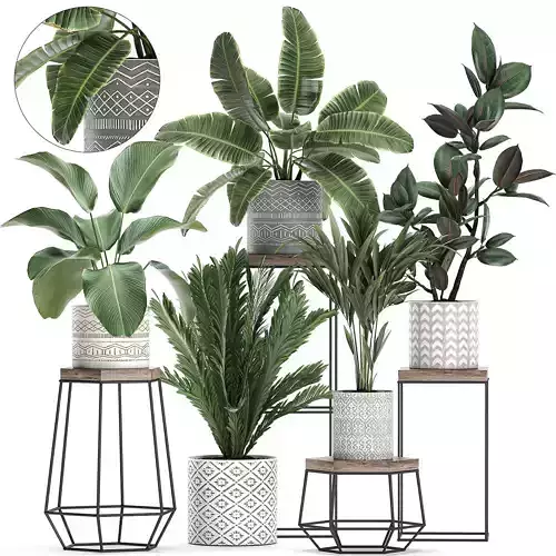 Houseplants in a pot for the interior 702