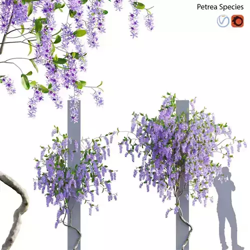 Petrea Volubilis - Queen Wreath - 01