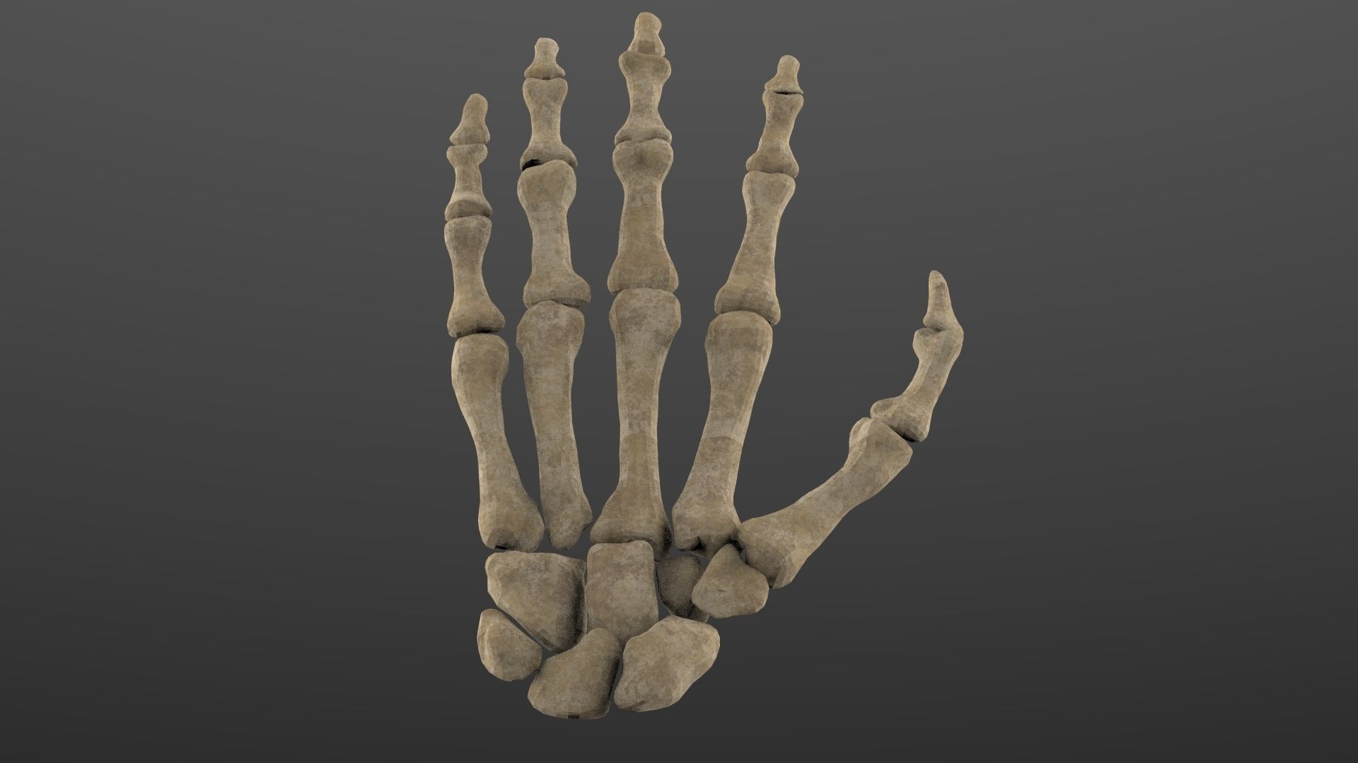 Hand bones 3D model_2