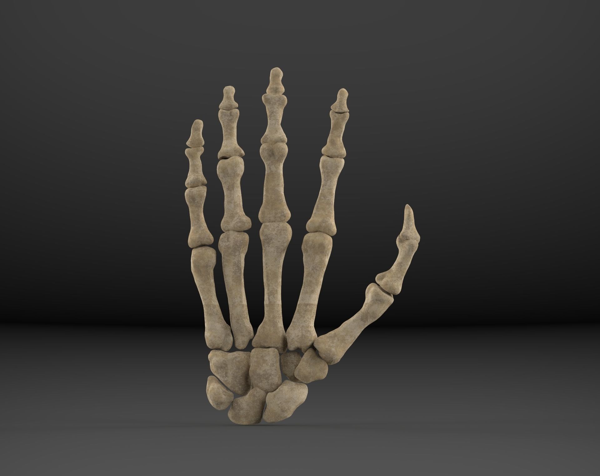 Hand bones 3D model_1