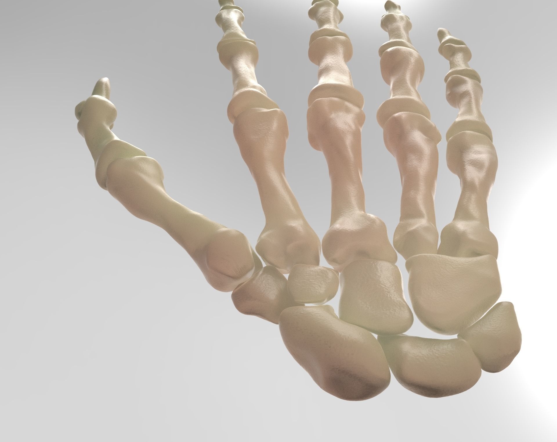 Hand bones 3D model_5