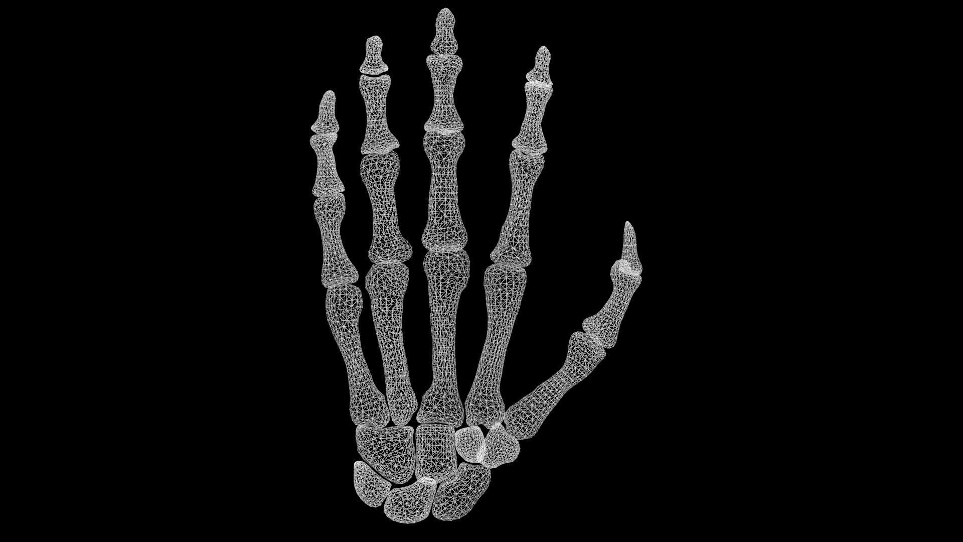 Hand bones 3D model_3