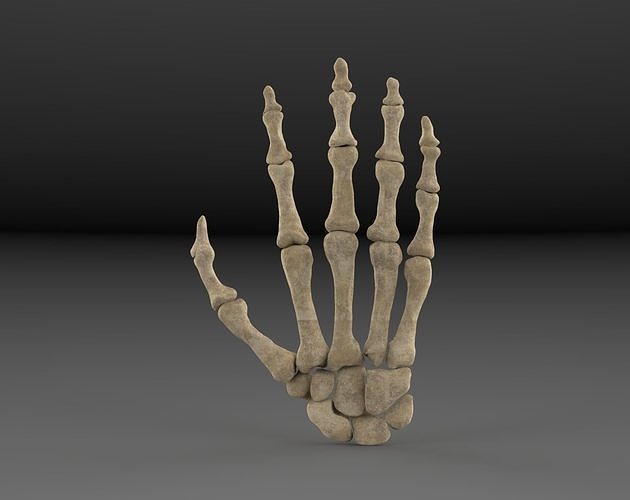 Hand bones 3D model