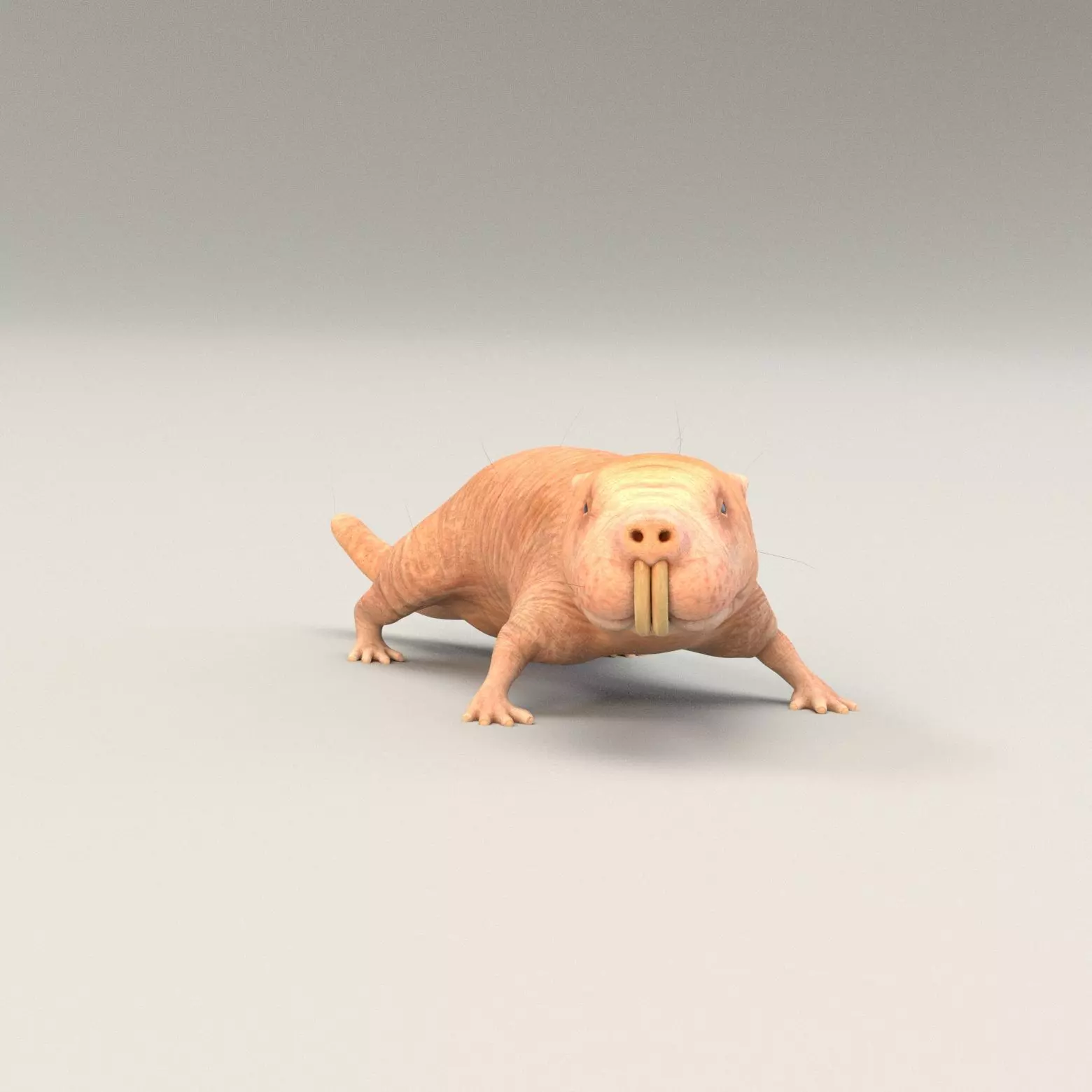 Naked Mole Rat Low-poly 3D model