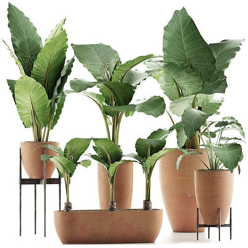 Plants Collection 31 3D model