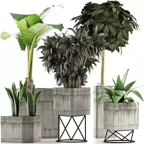 Plants Collection 34