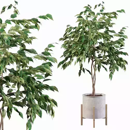 Ficus benjamina  3D model