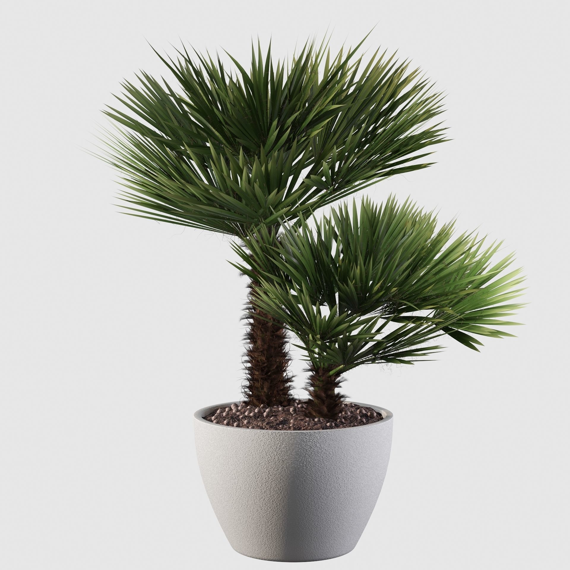 Chamaerops palm 04 3D model_7