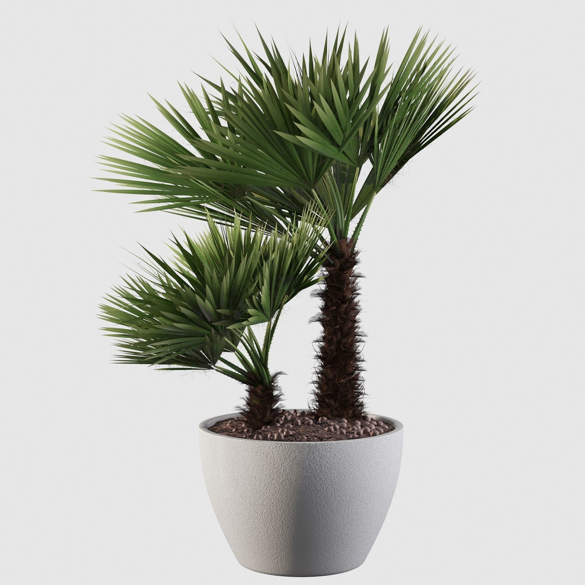 Chamaerops palm 04 3D model_26