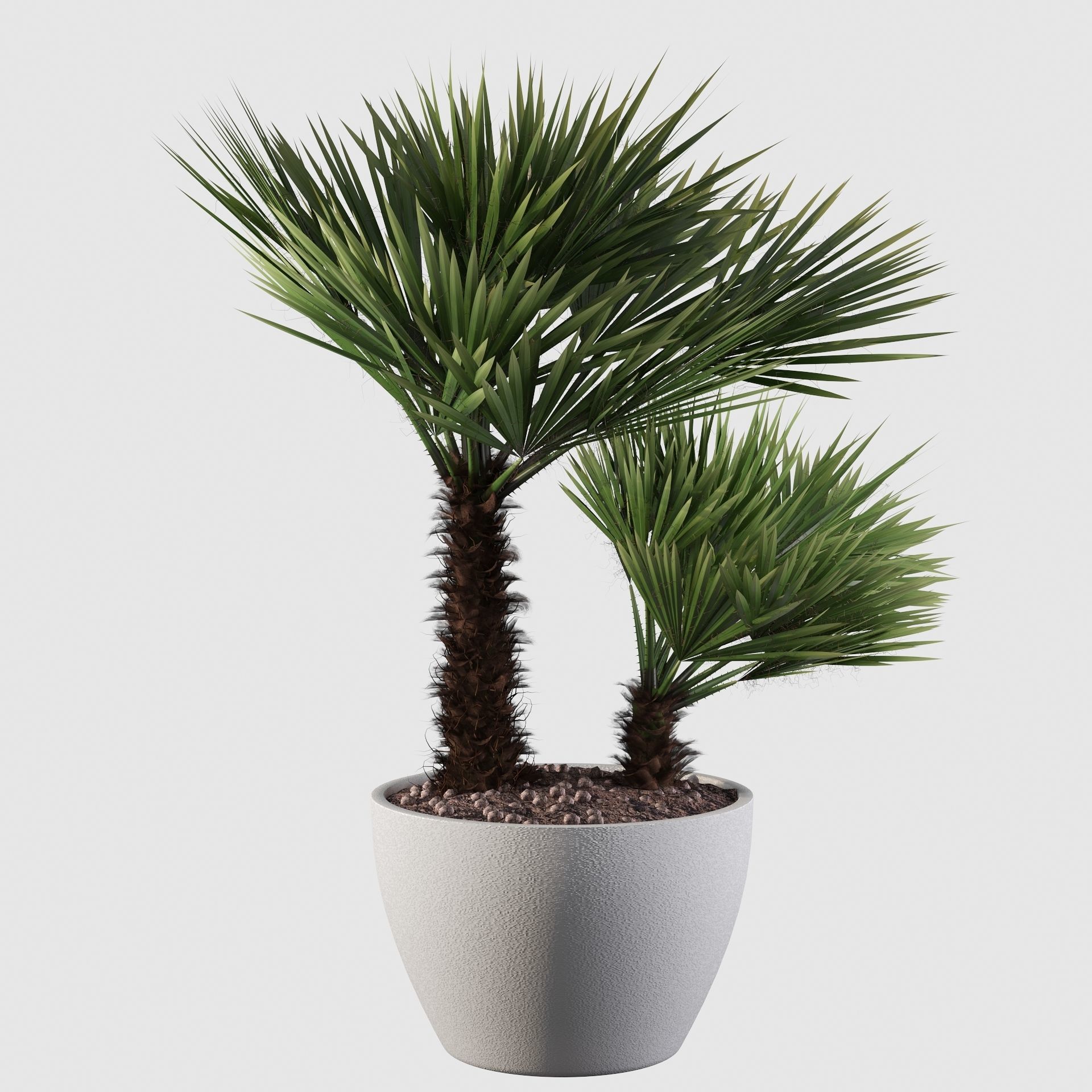 Chamaerops palm 04 3D model_13