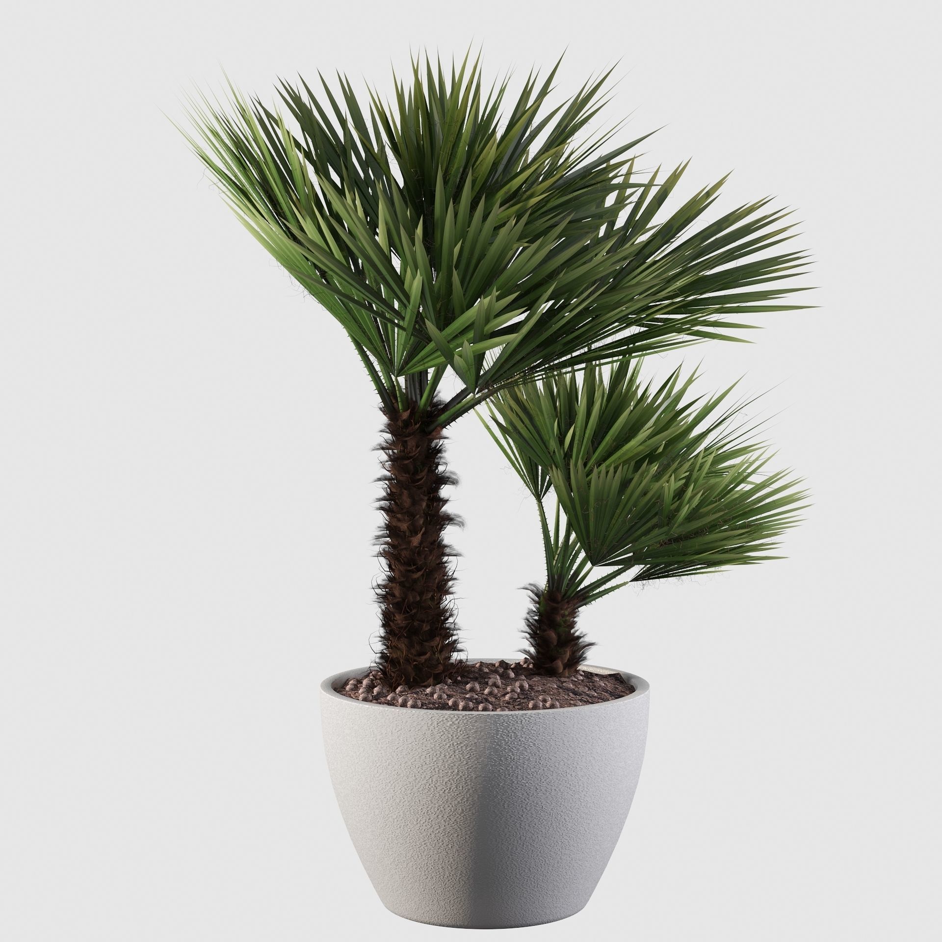 Chamaerops palm 04 3D model_15