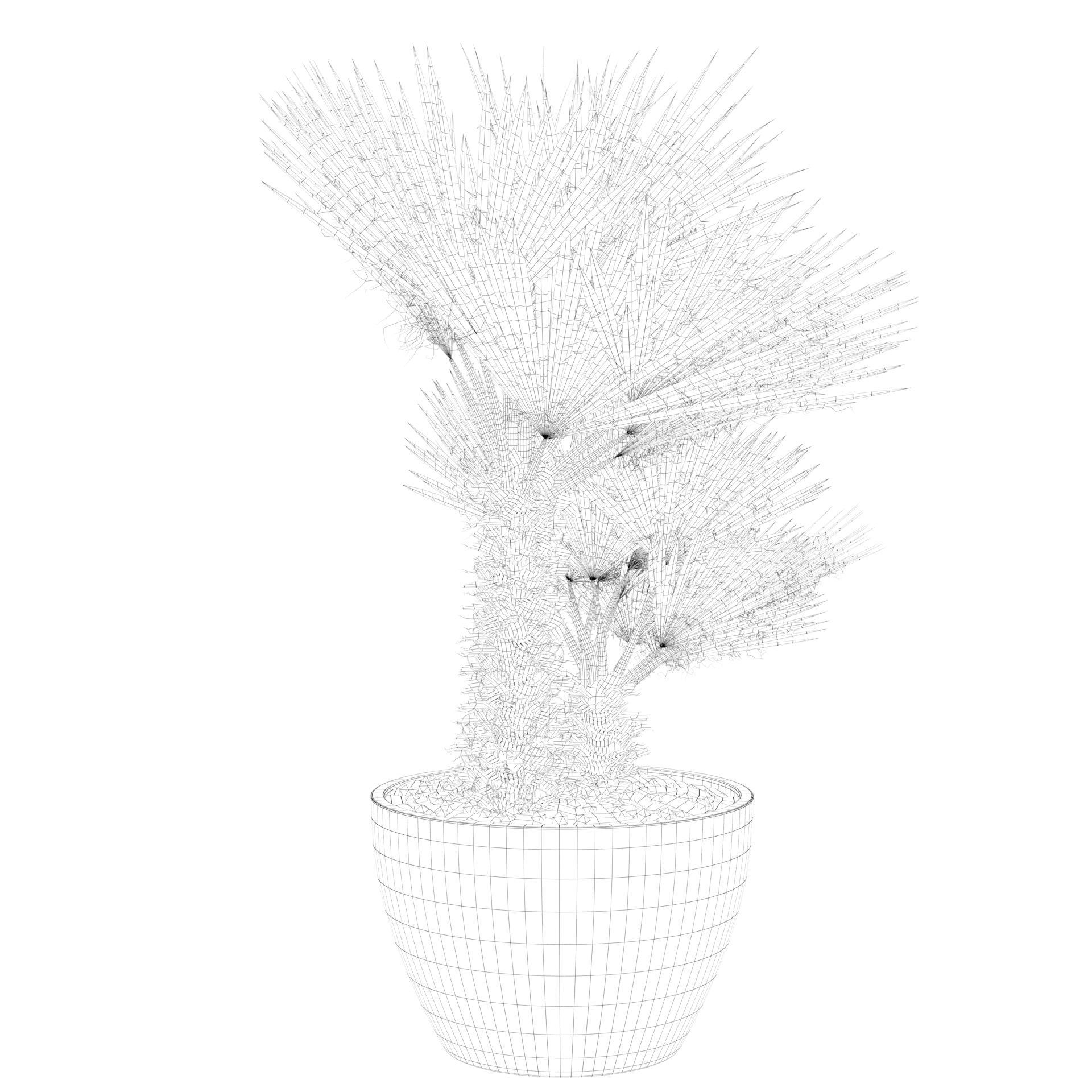 Chamaerops palm 04 3D model_49