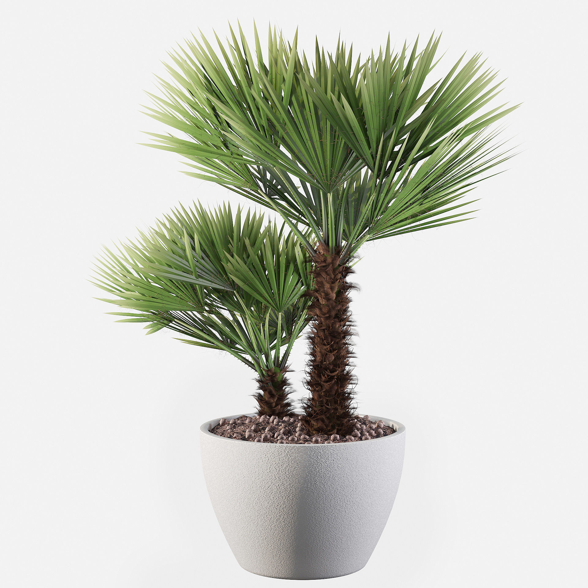 Chamaerops palm 04 3D model_2