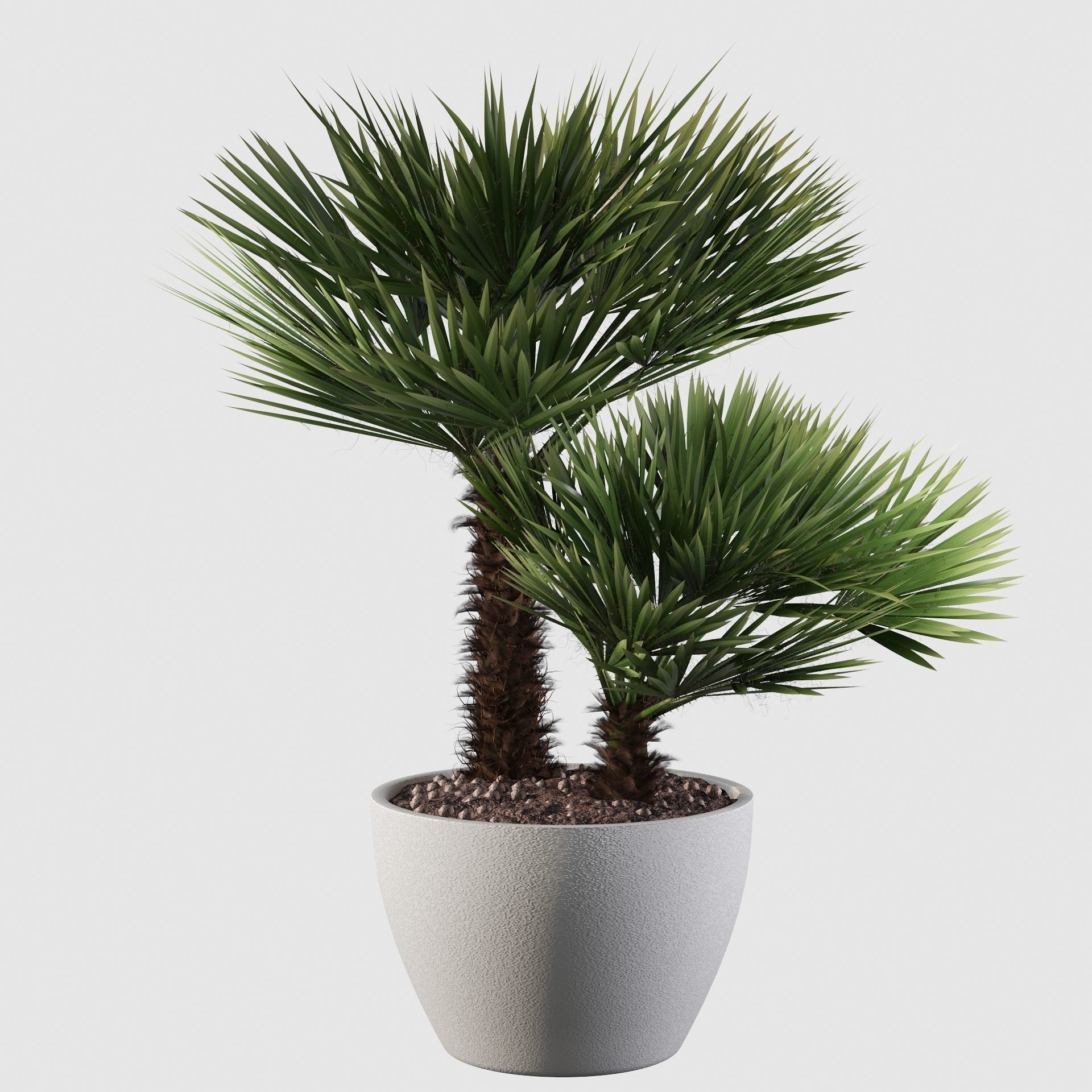 Chamaerops palm 04 3D model_8