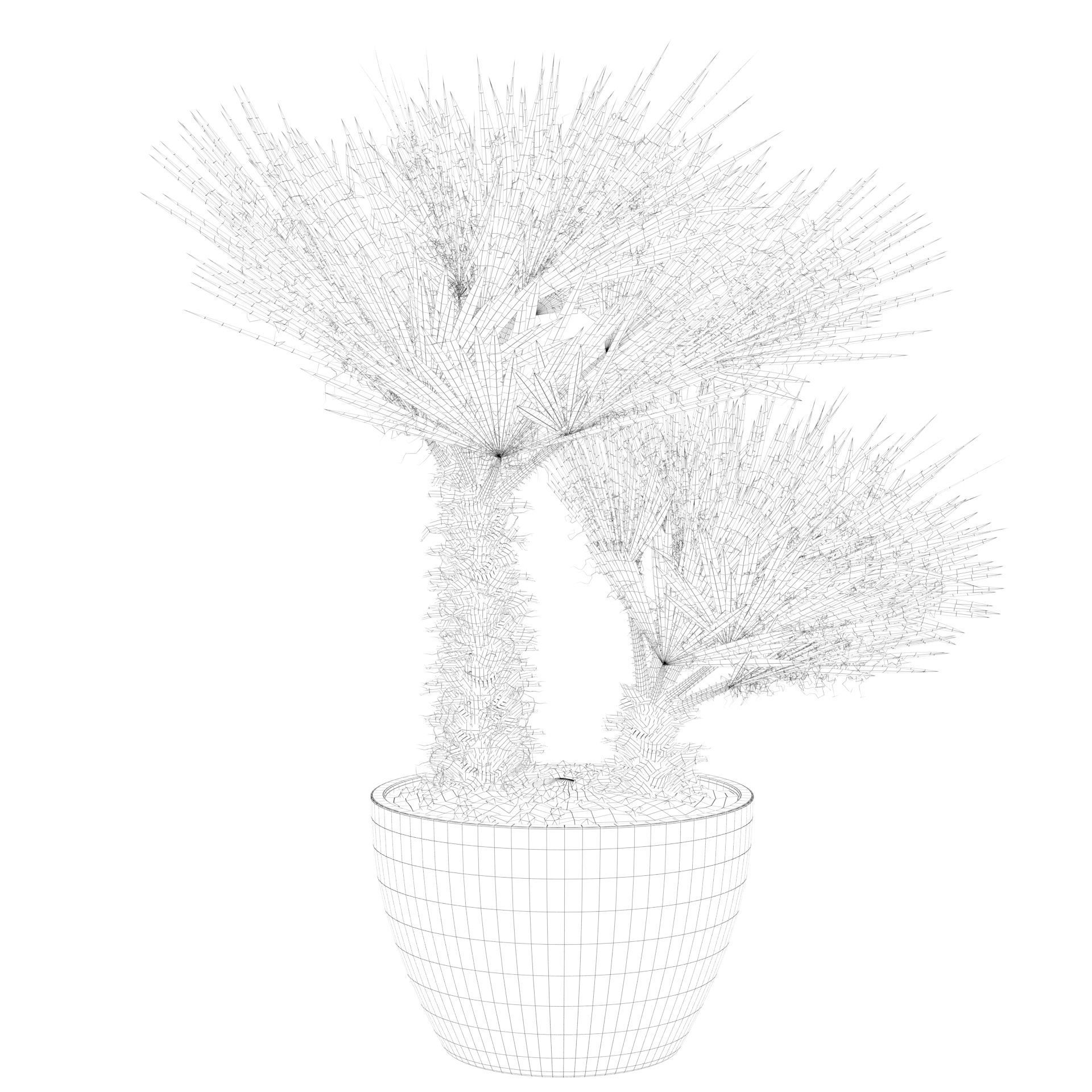 Chamaerops palm 04 3D model_43