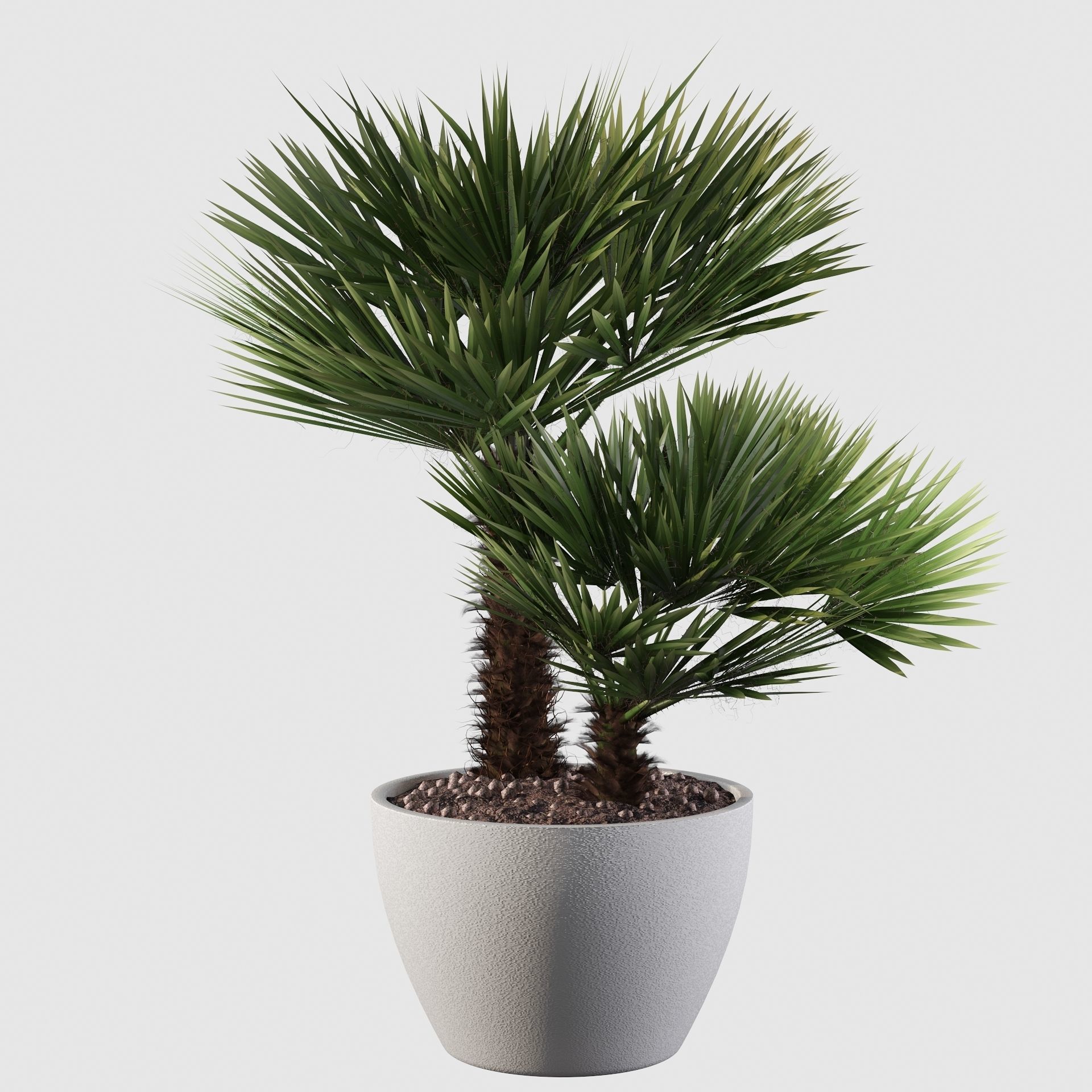 Chamaerops palm 04 3D model_35