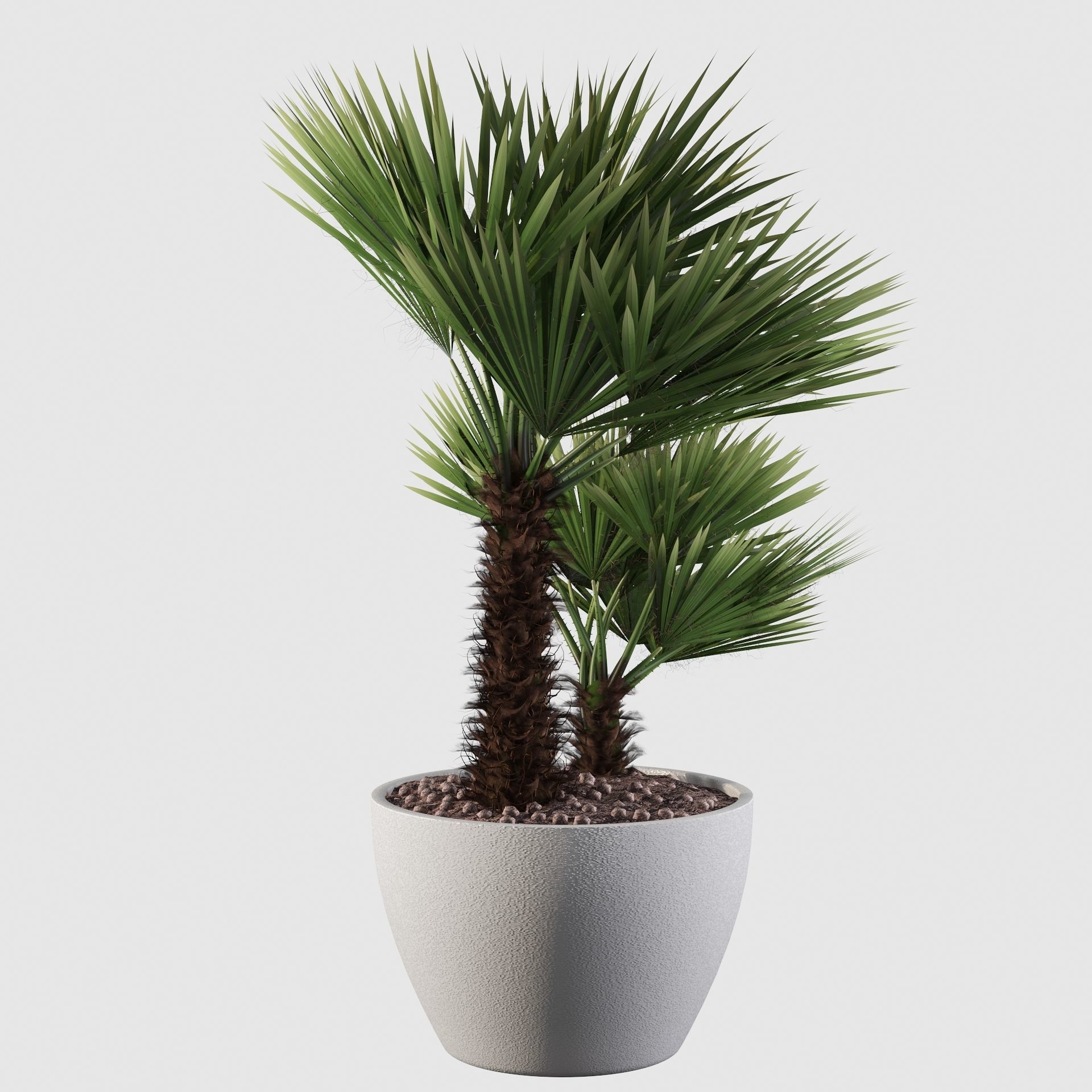 Chamaerops palm 04 3D model_17
