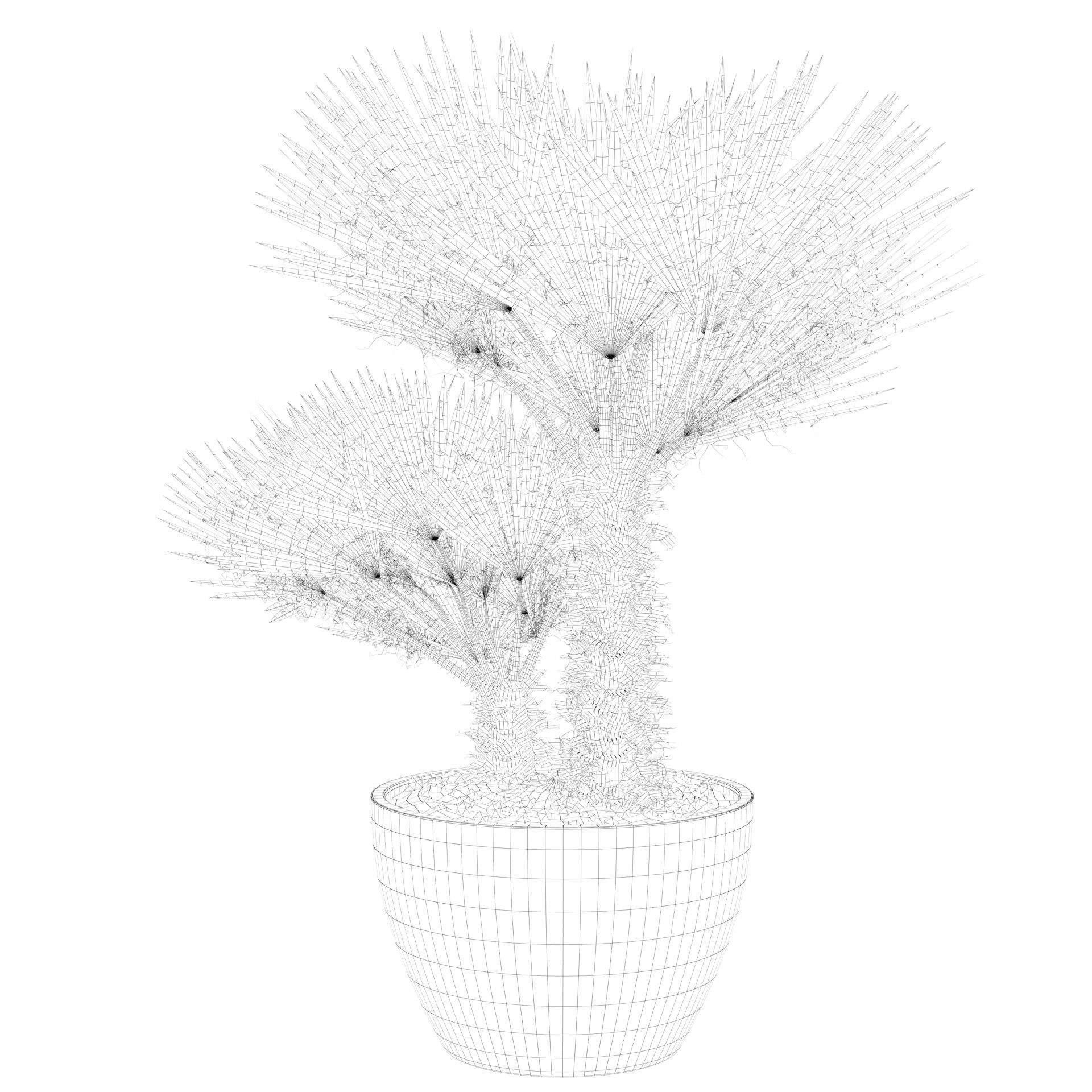 Chamaerops palm 04 3D model_52