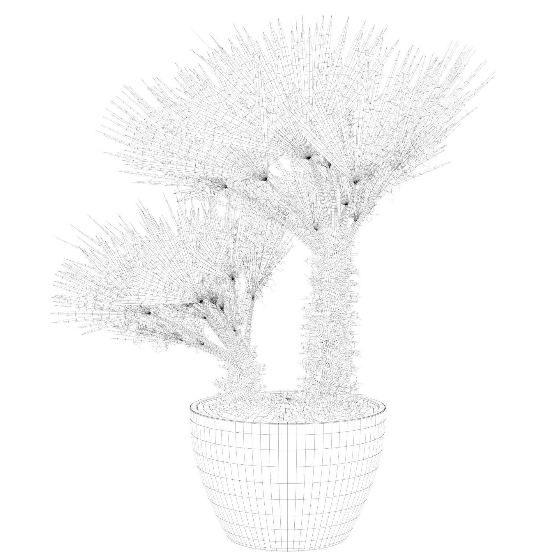 Chamaerops palm 04 3D model_55