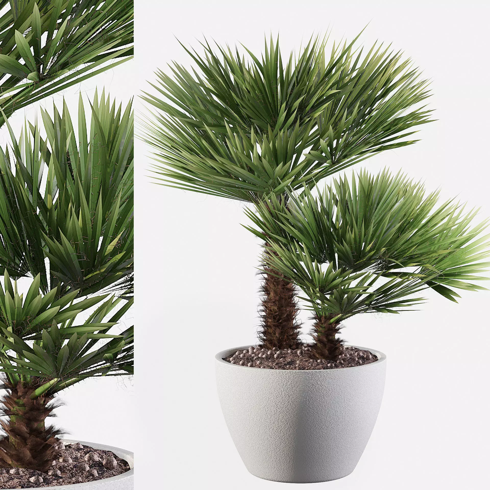 Chamaerops palm 04 3D model_0