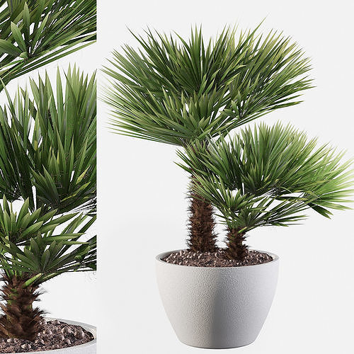 Chamaerops palm 04 3D model