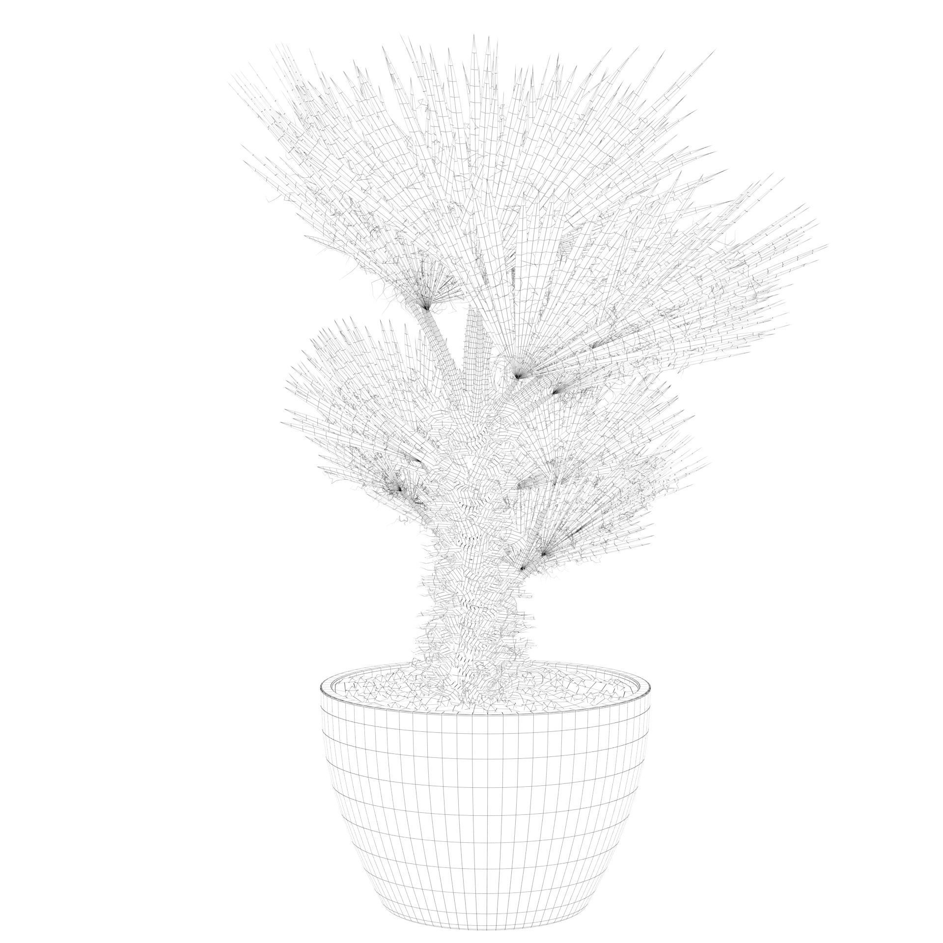 Chamaerops palm 04 3D model_50