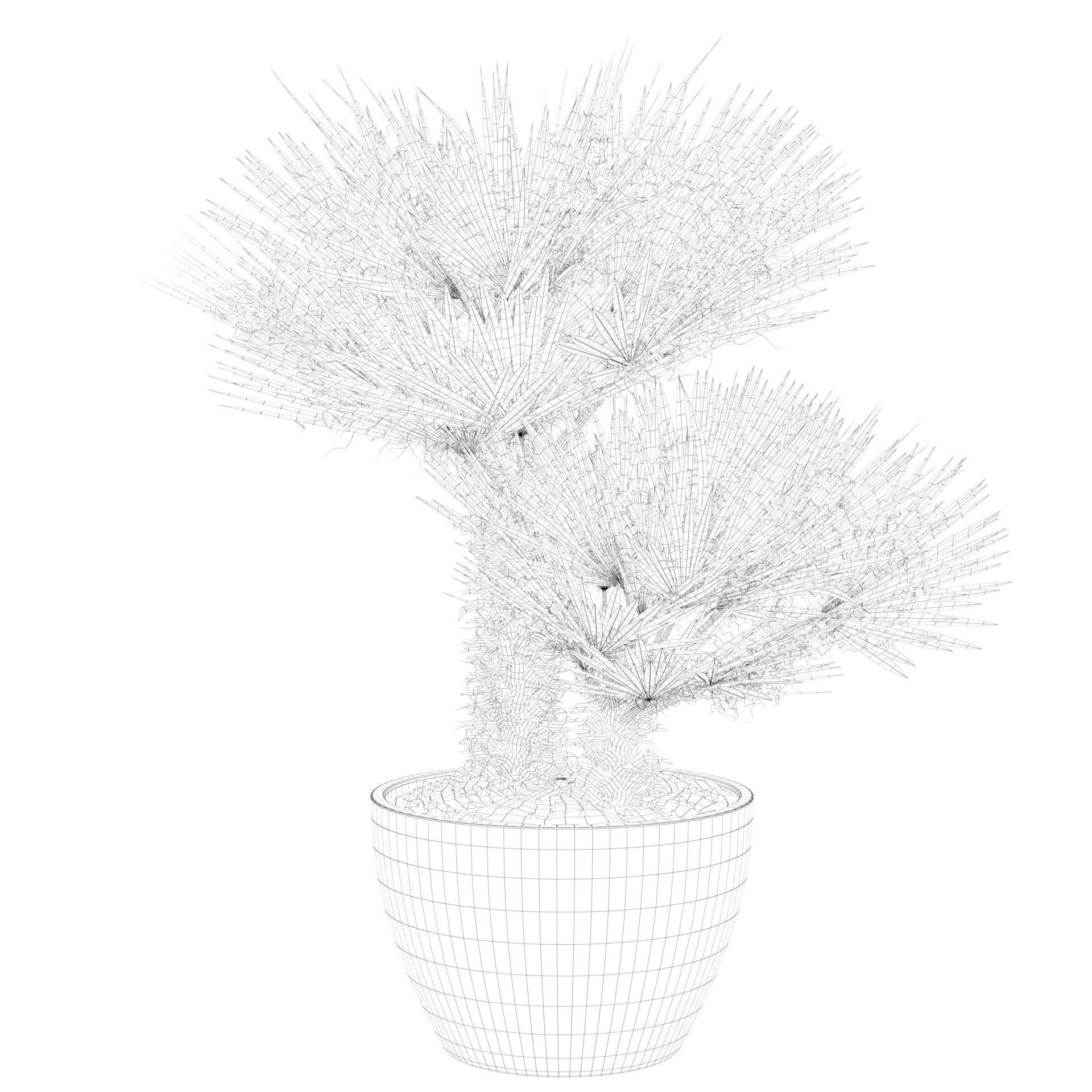 Chamaerops palm 04 3D model_66