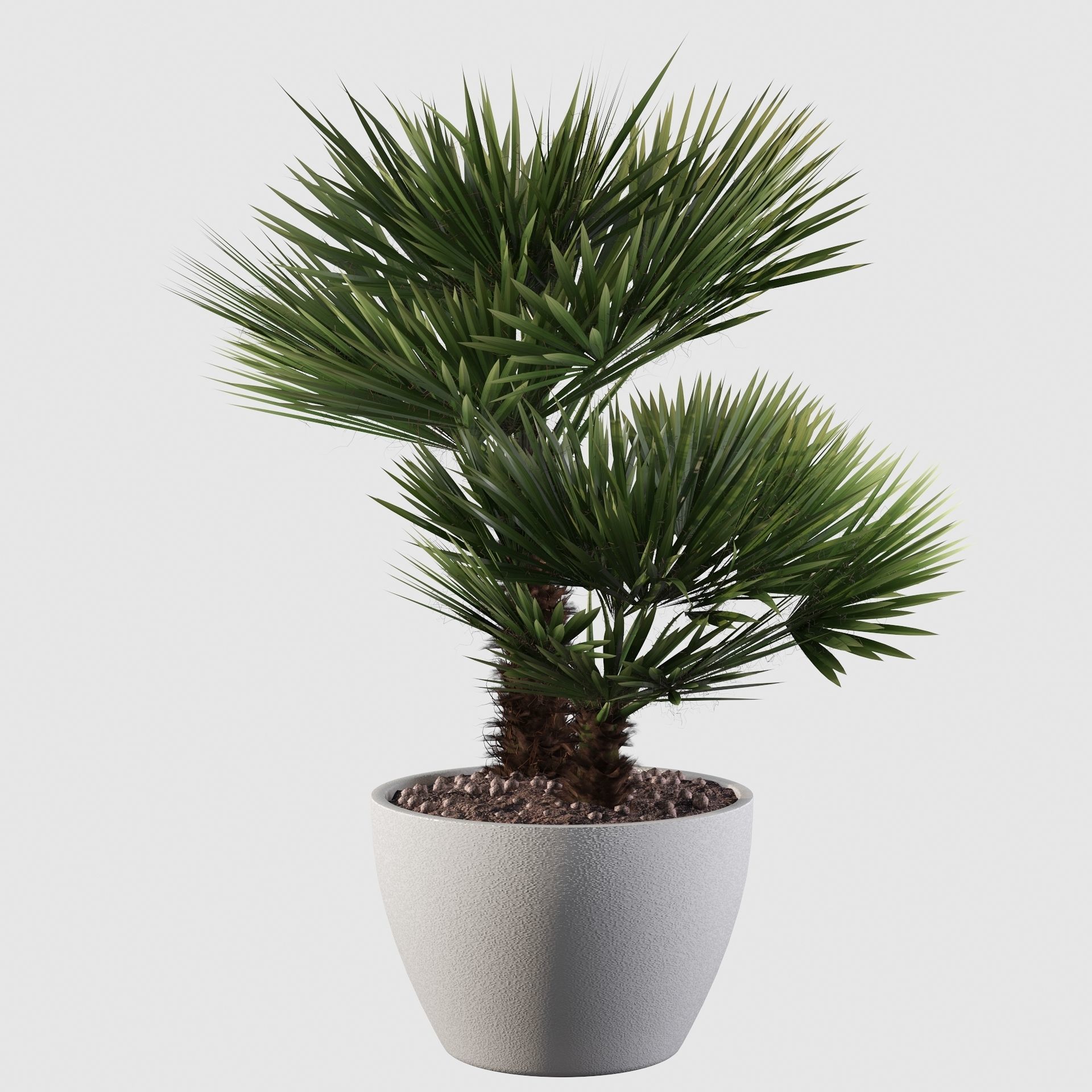 Chamaerops palm 04 3D model_32