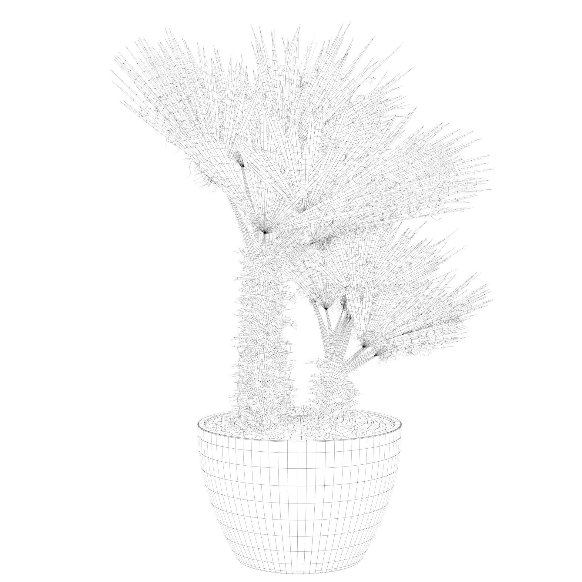 Chamaerops palm 04 3D model_47