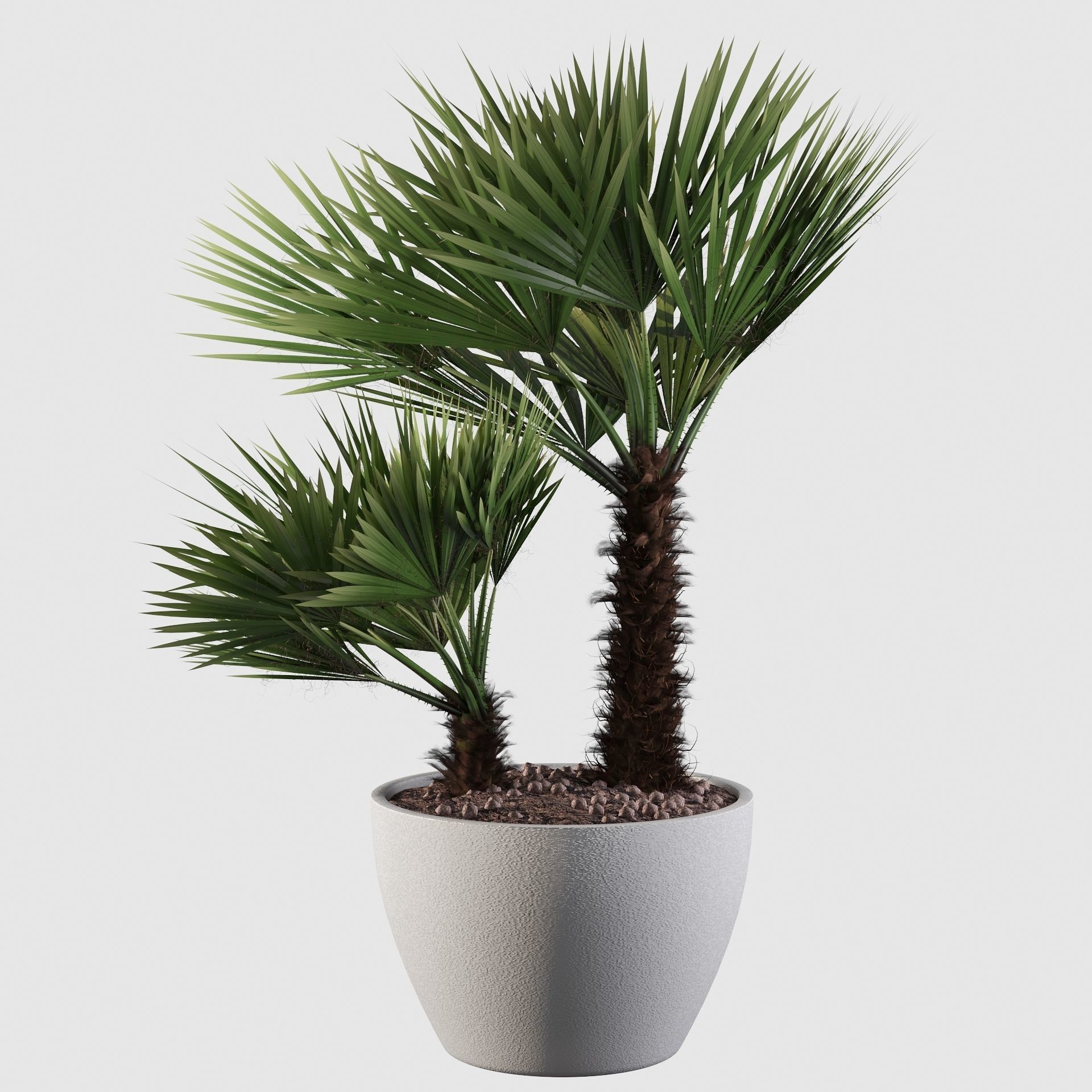 Chamaerops palm 04 3D model_24