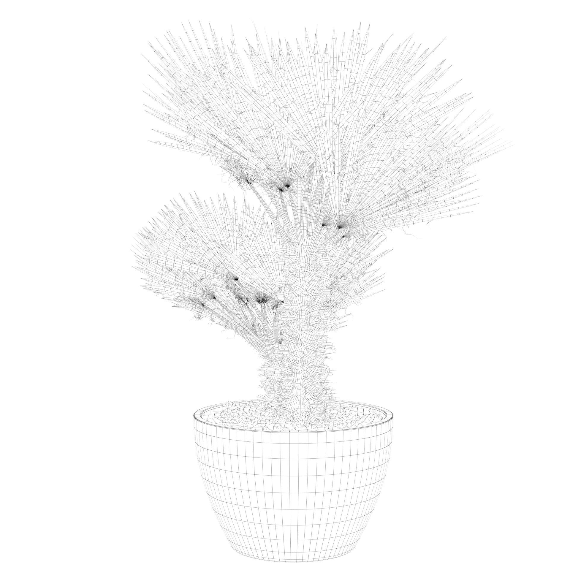 Chamaerops palm 04 3D model_51