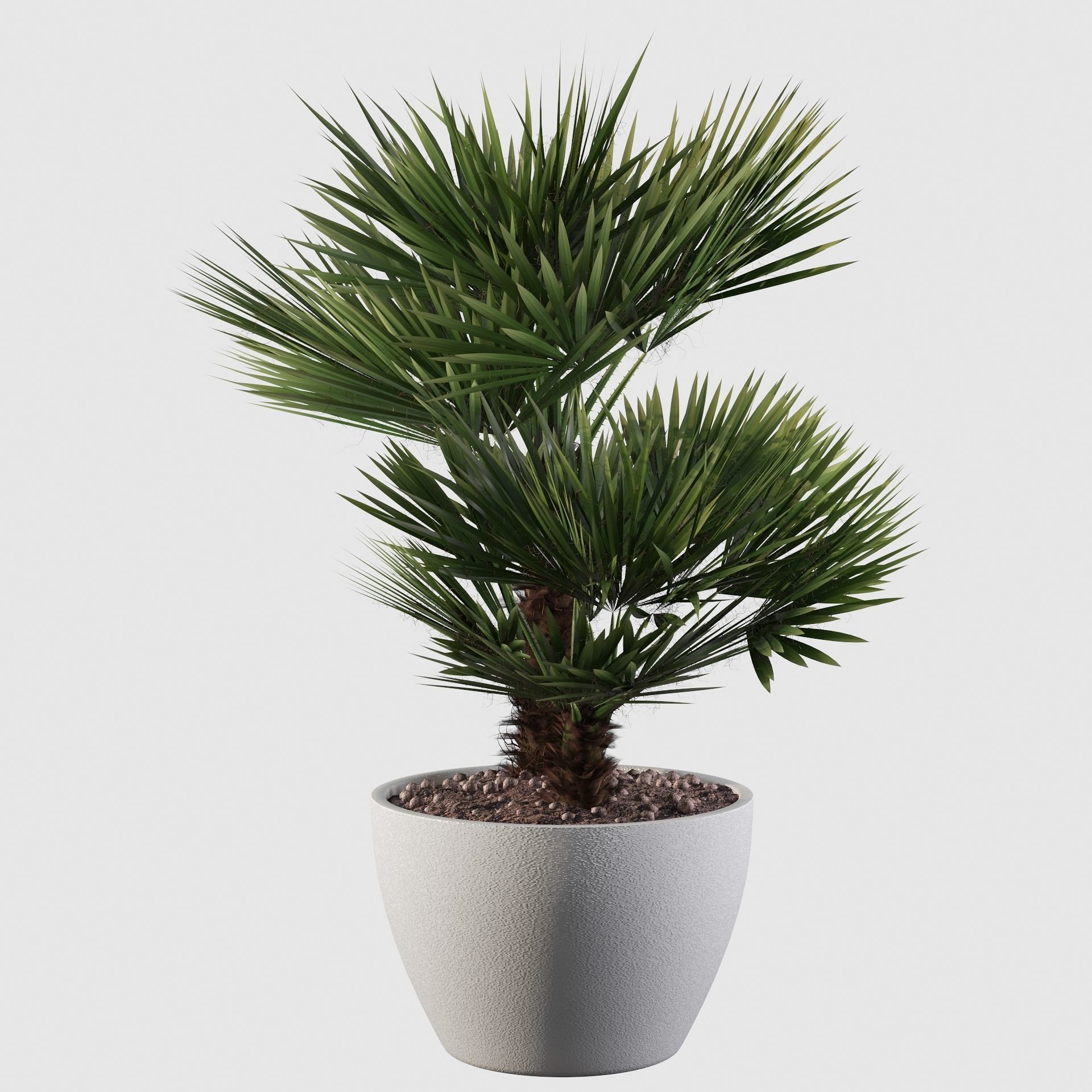 Chamaerops palm 04 3D model_31